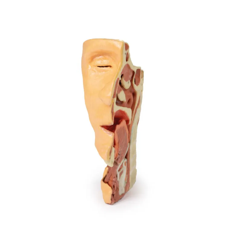 3D Printed Deep face- Infratemporal fossa Model