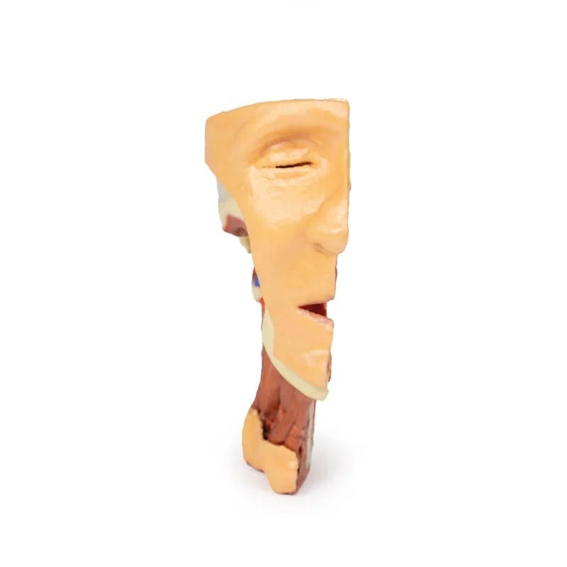 3D Printed Deep face- Infratemporal fossa Model
