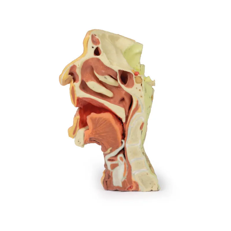 3D Printed Deep face- Infratemporal fossa Model