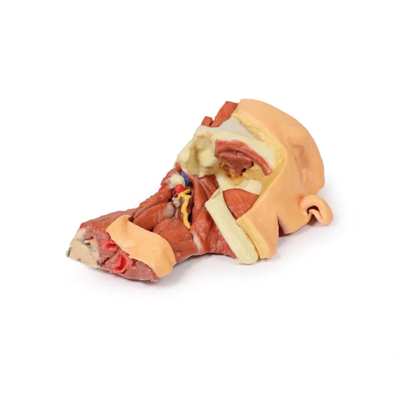 3D Printed Deep face- Infratemporal fossa Model