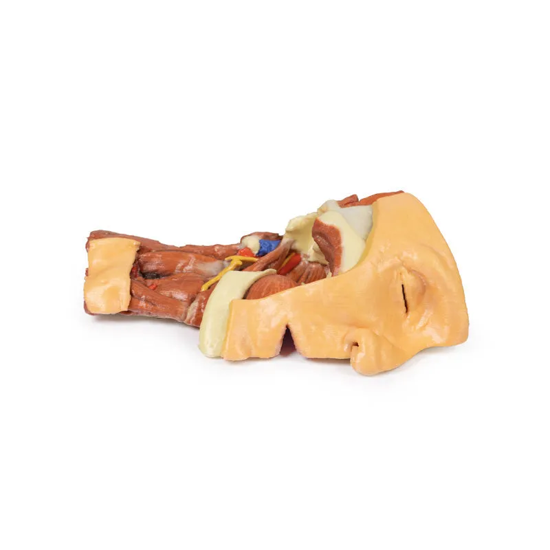 3D Printed Deep face- Infratemporal fossa Model