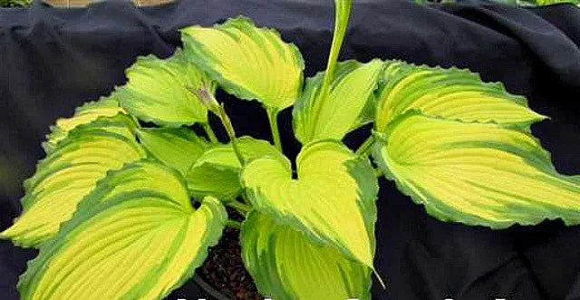 Amalia Hosta