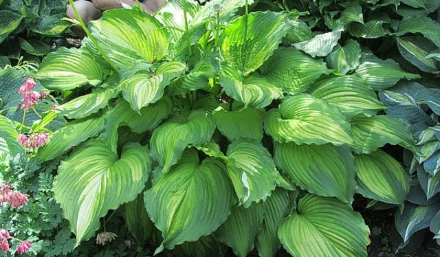 Amalia Hosta