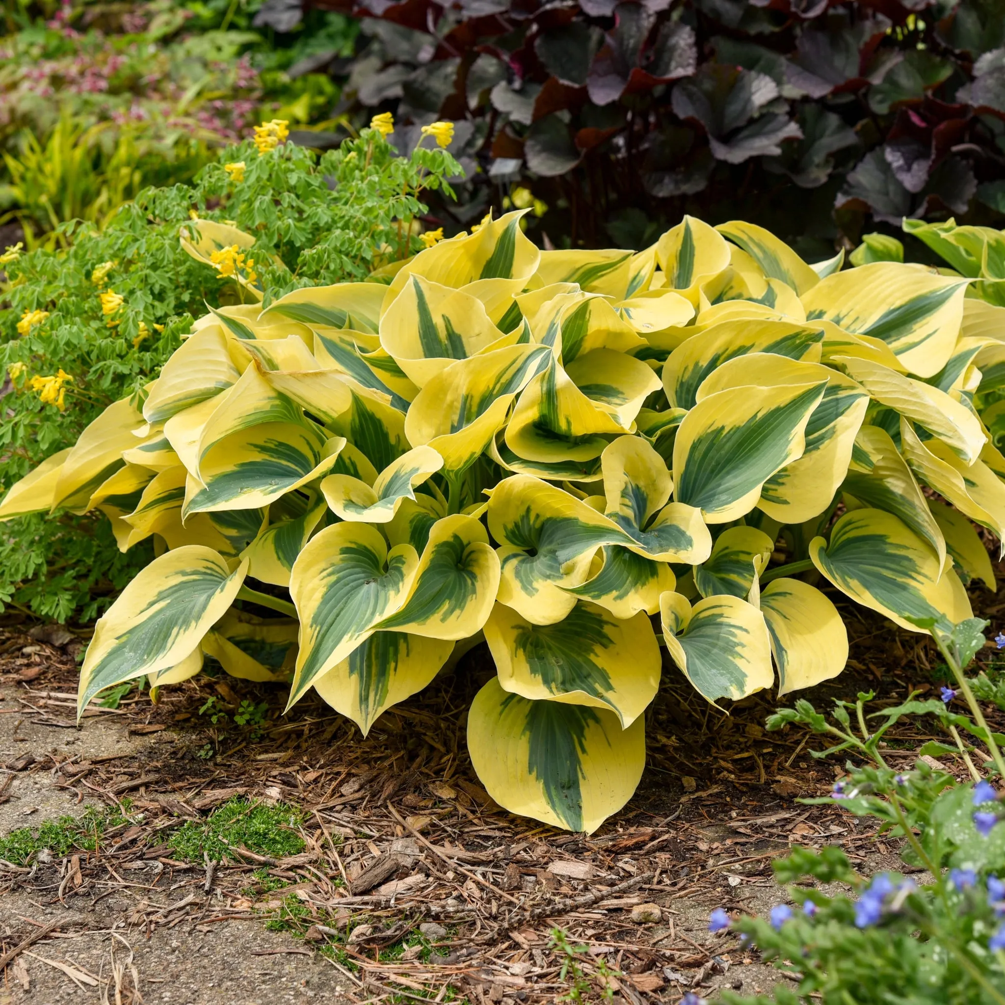 Autumn Frost Hosta PP23224