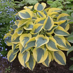 Autumn Frost Hosta PP23224
