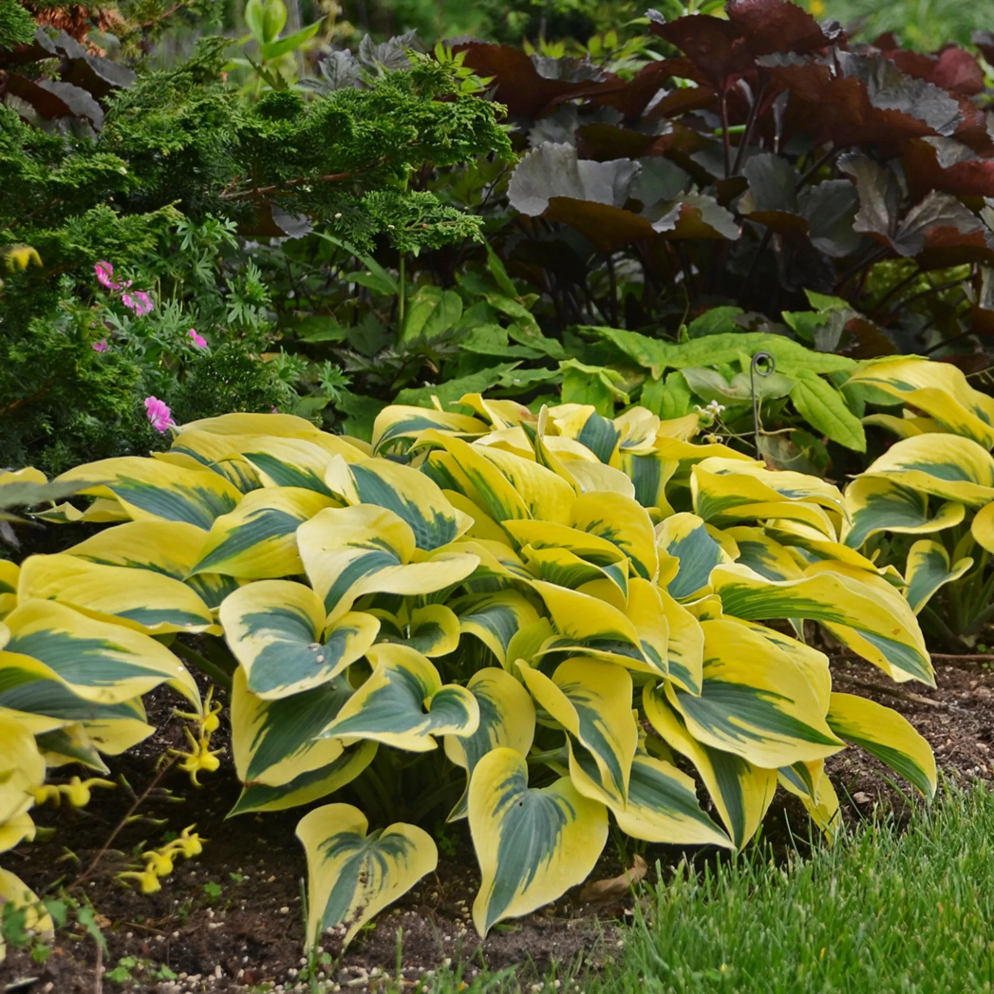 Autumn Frost Hosta PP23224