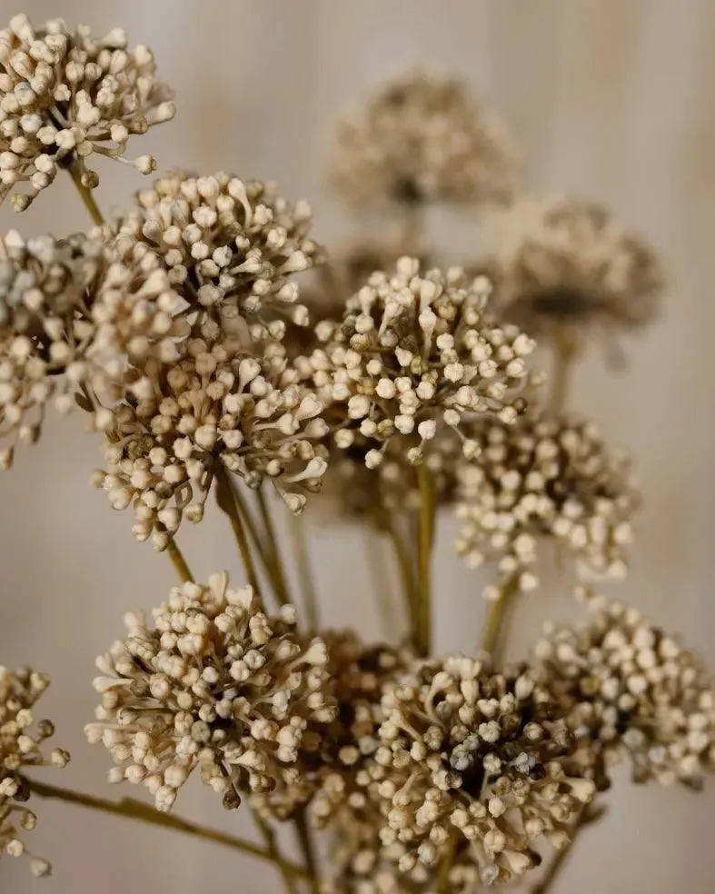 Classic Brown Allium Spray