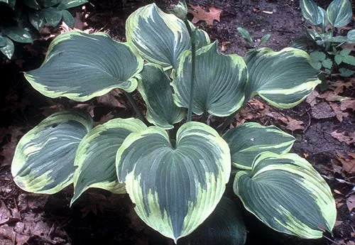 Earth Angel Hosta