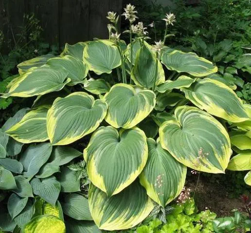 Earth Angel Hosta