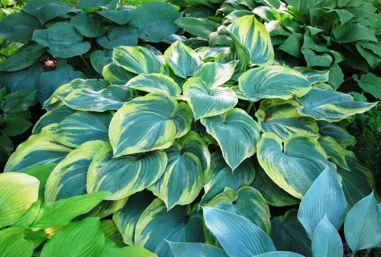 Earth Angel Hosta