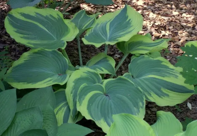 Earth Angel Hosta