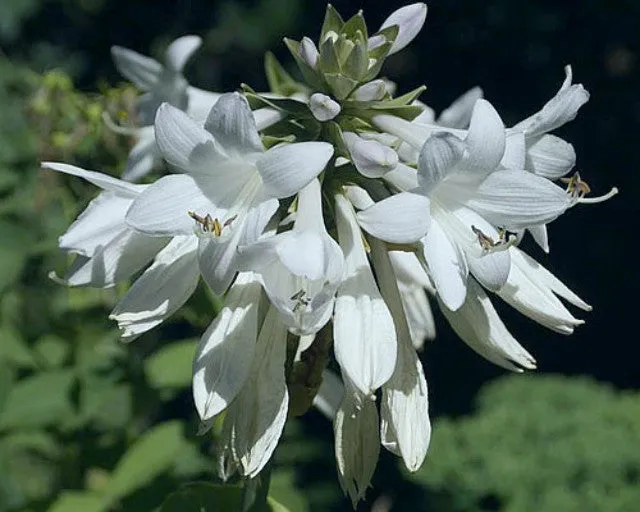 Essence of Summer Hosta