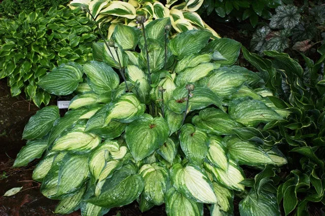 Ghost Spirit Hosta