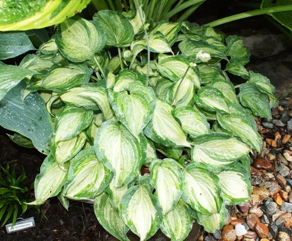 Ghost Spirit Hosta