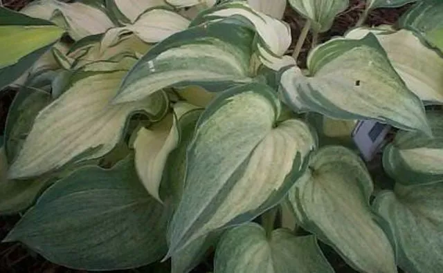Ghost Spirit Hosta