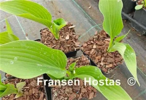 Green Authority Hosta