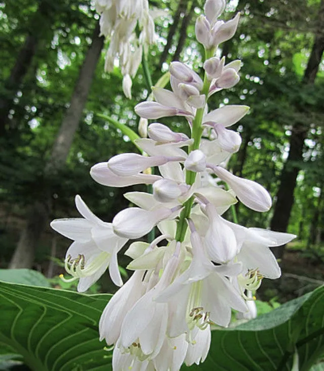 Lakeside Maverick Hosta