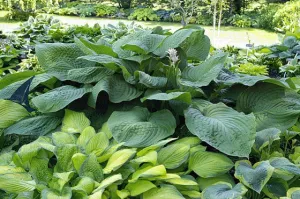 Lakeside Maverick Hosta