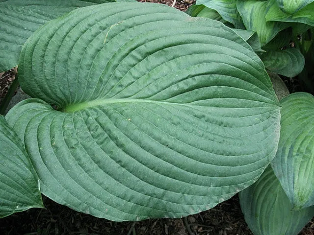 Lakeside Maverick Hosta