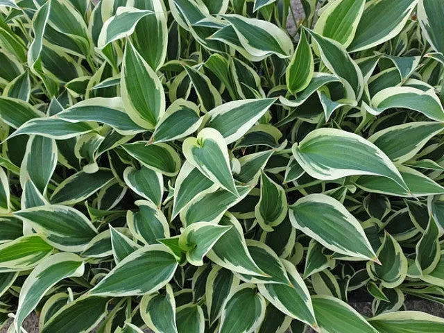 Marshmallow Clouds Hosta