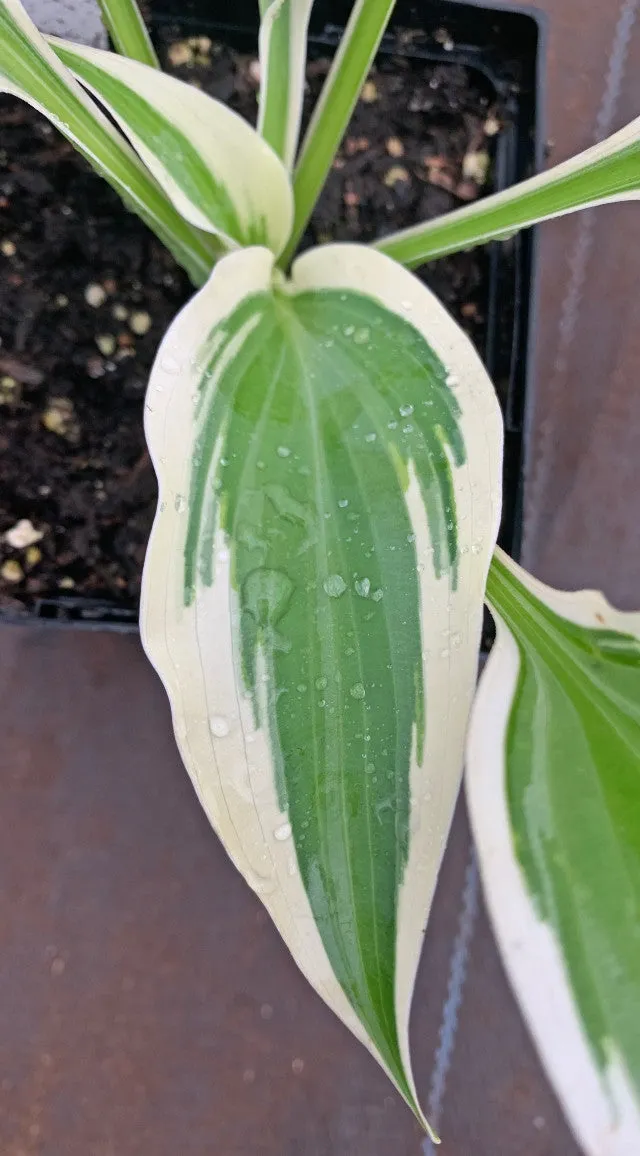 Marshmallow Clouds Hosta