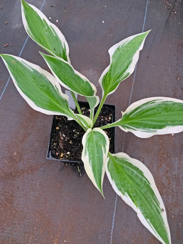 Marshmallow Clouds Hosta