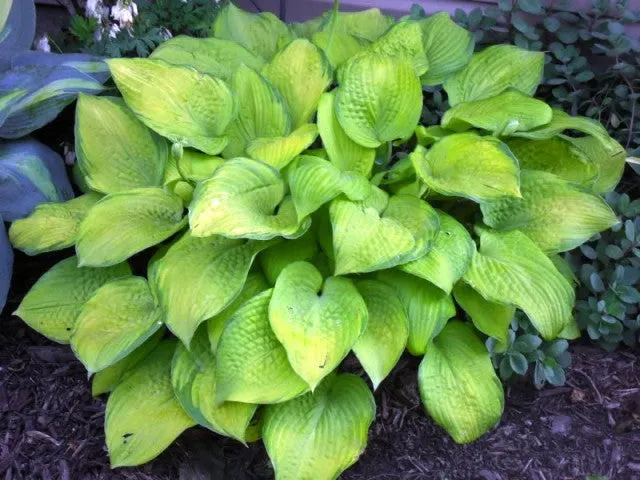 Mister Watson Hosta