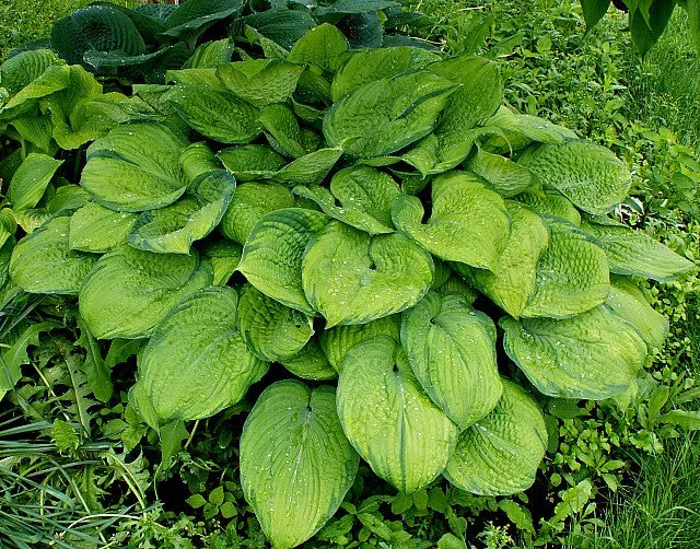 Mister Watson Hosta