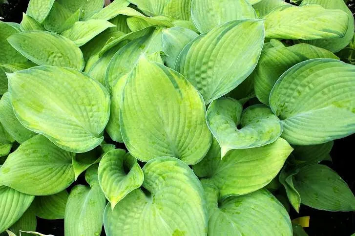 Mister Watson Hosta