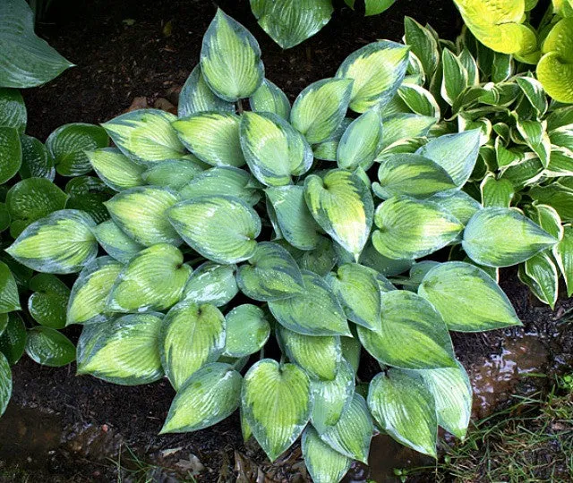 Paradise Joyce Hosta