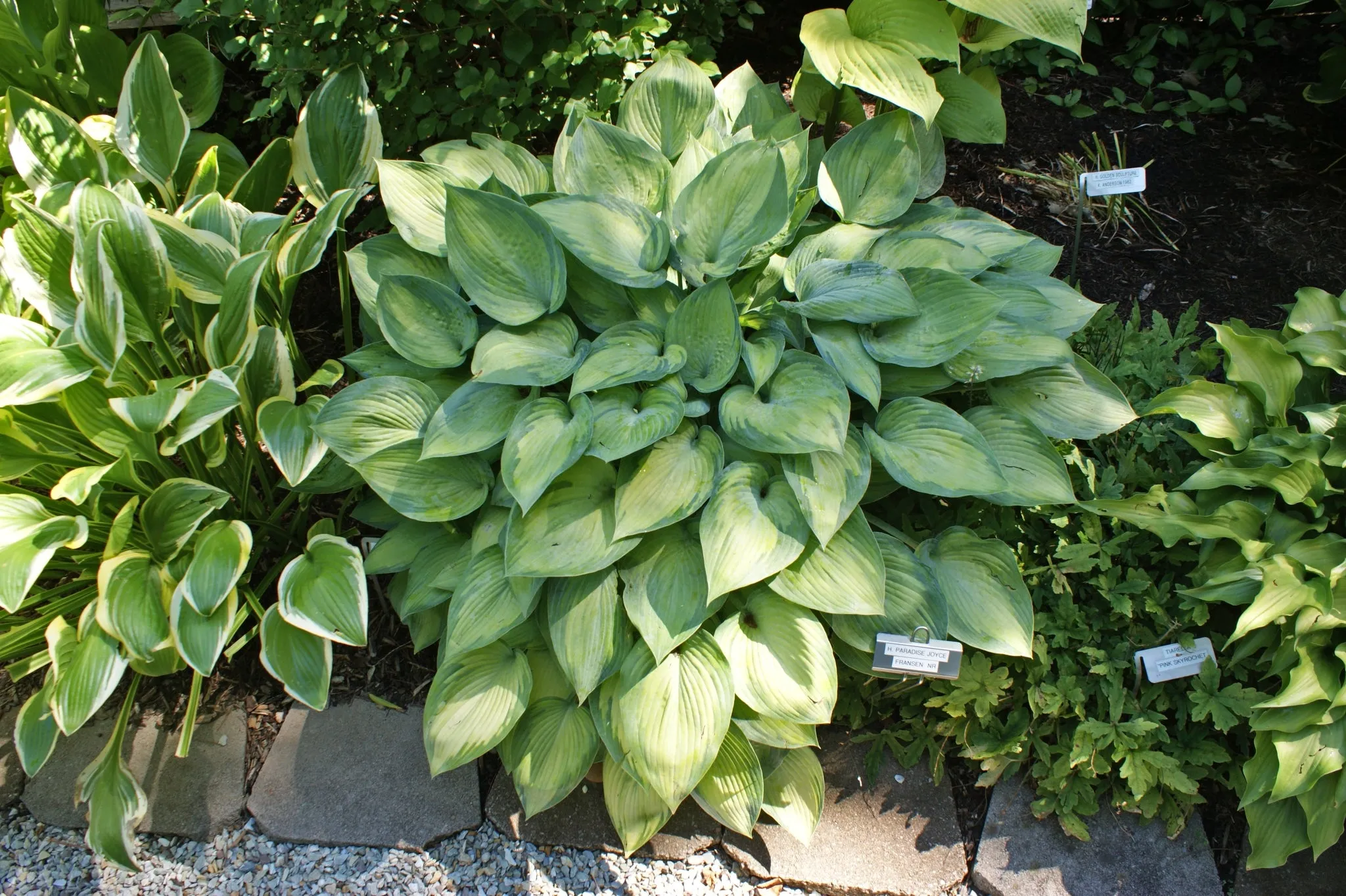 Paradise Joyce Hosta