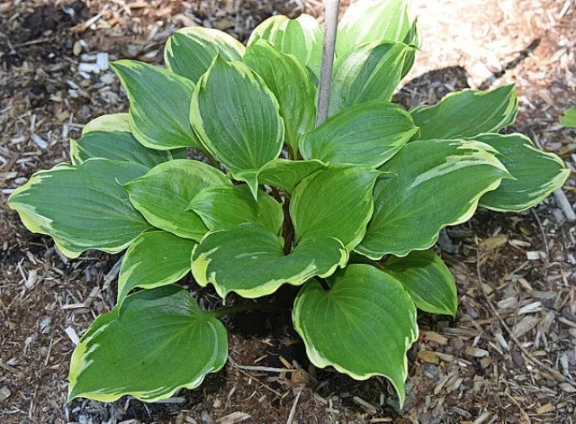 Peace and Quiet Hosta