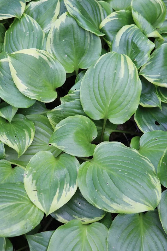 Peace and Quiet Hosta