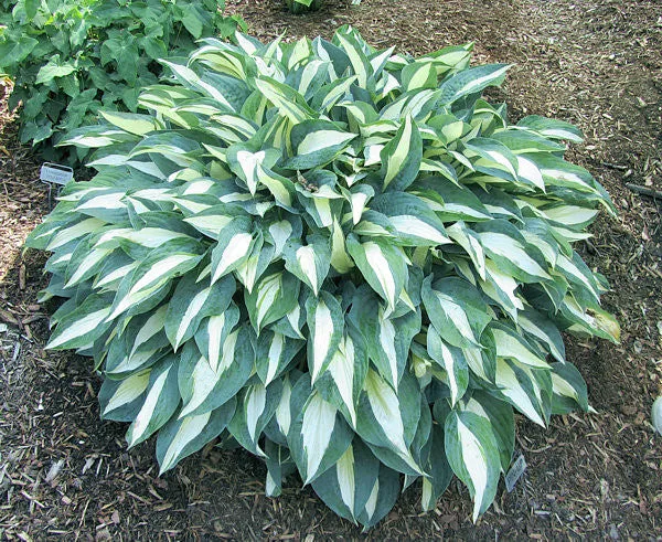 Pin-up Hosta