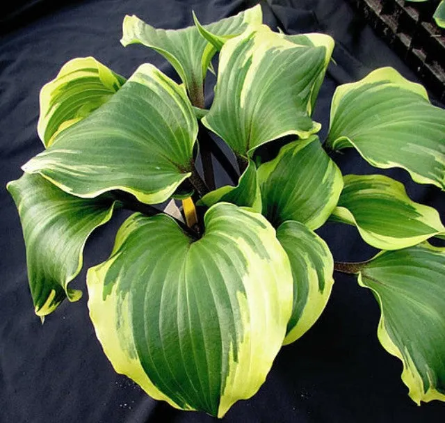 Proud Treasure Hosta