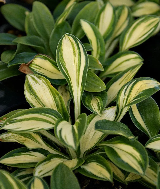 Pure Heart Hosta