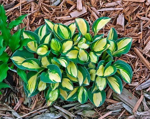Pure Heart Hosta