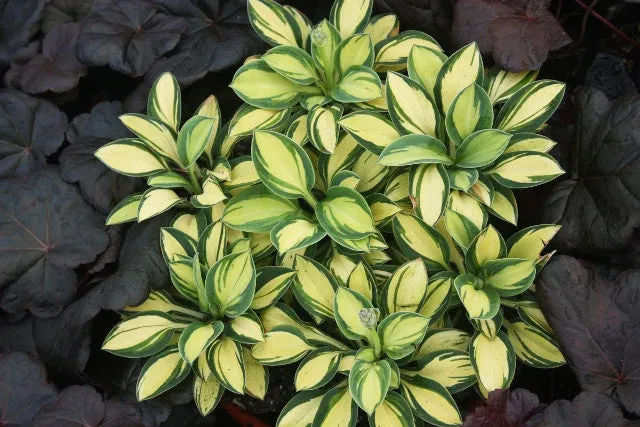 Pure Heart Hosta