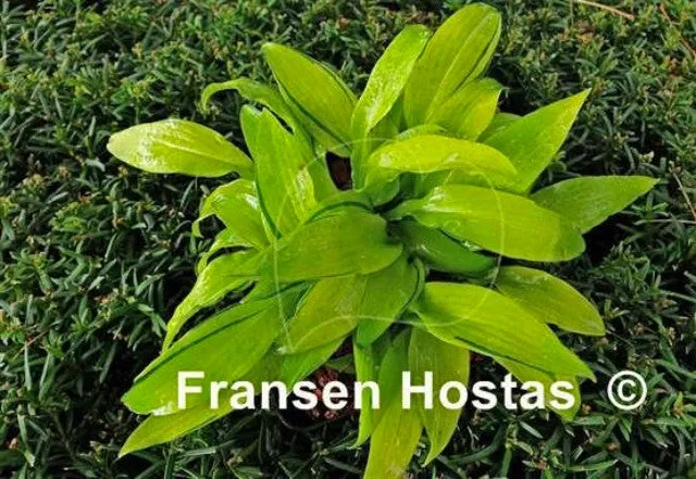 Ripple Fever Hosta