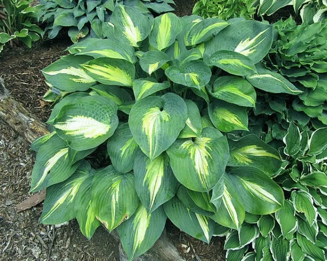 Smash Hit Hosta