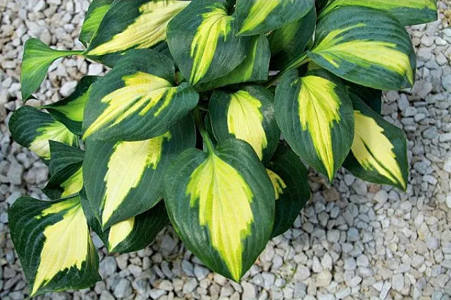 Smash Hit Hosta