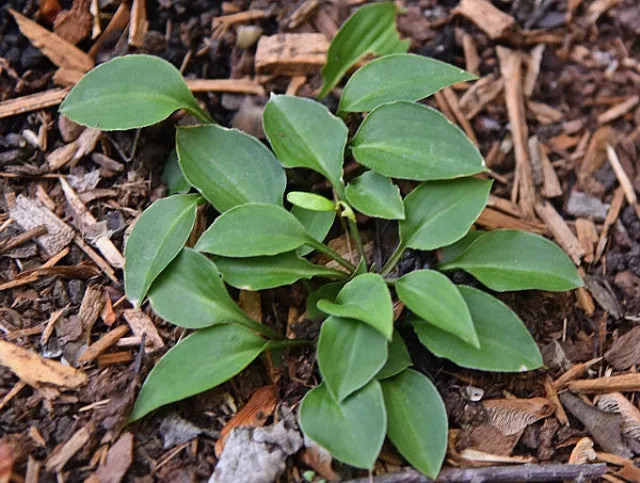 Tears of the Sun Hosta