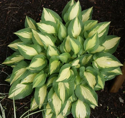 Xanadu Hosta